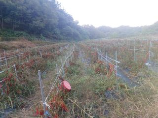 오영도님의 고추·수확 작성글 사진