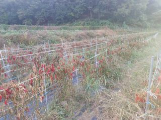 오영도님의 고추 · 수확 작성글 사진