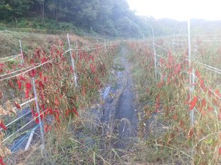 오영도님의 고추 · 수확 작성글 사진