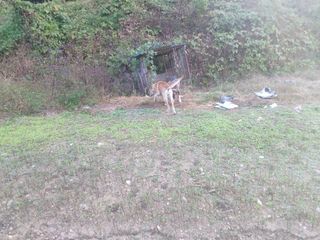 오영도님의 고추 · 수확 작성글 사진