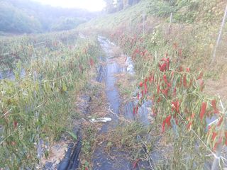 오영도님의 고추 · 수확 작성글 사진