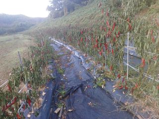 오영도님의 고추 · 수확 작성글 사진