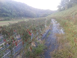 오영도님의 고추 · 수확 작성글 사진