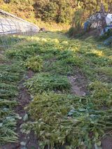 팜모닝 들깨·자유게시판 게시글 이미지