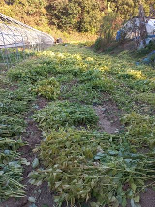 농민님의 들깨 · 자유게시판 작성글 사진