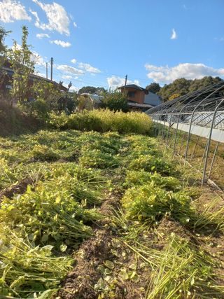 농민님의 들깨 · 자유게시판 작성글 사진