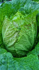 팜모닝 배추·병해충상담 게시글 이미지