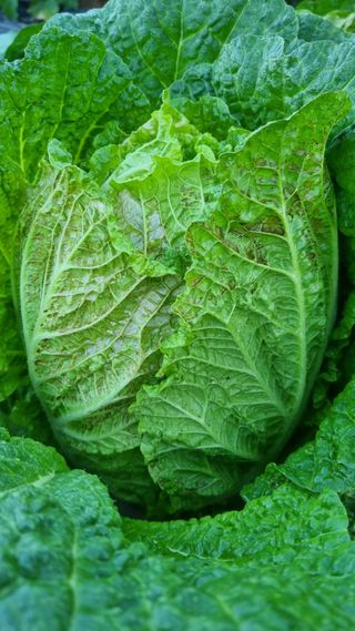 Hheo님의 배추 · 병해충상담 작성글 사진