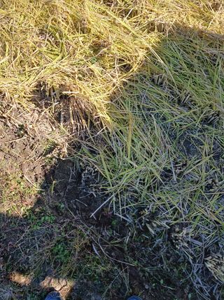 팜모닝회원대영농장님의 벼 · 영농일지 작성글 사진