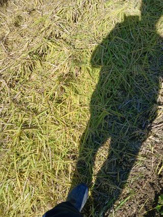 팜모닝회원대영농장님의 벼 · 영농일지 작성글 사진