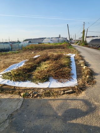 김희숙님의 들깨 · 자유게시판 작성글 사진