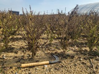 김희숙님의 들깨 · 자유게시판 작성글 사진