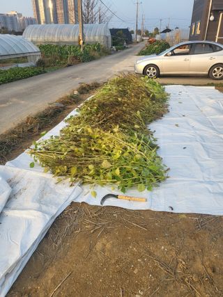 김희숙님의 들깨 · 자유게시판 작성글 사진