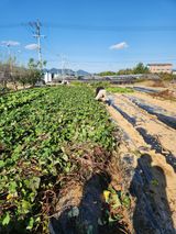 팜모닝 벼·영농일지 게시글 이미지