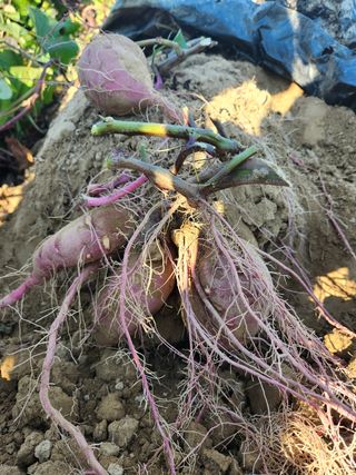 박정하님의 벼 · 영농일지 작성글 사진