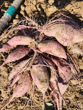 박정하님의 벼 · 영농일지 작성글 사진