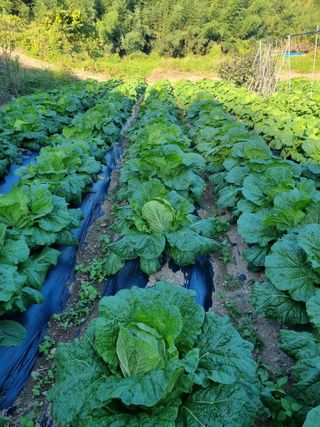 정의학님의 요즘 뜨는 신품종은? 💬 · 참여글 작성글 사진