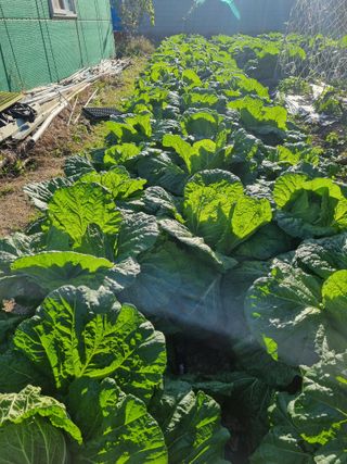 정의학님의 요즘 뜨는 신품종은? 💬 · 참여글 작성글 사진