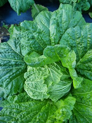 정의학님의 요즘 뜨는 신품종은? 💬 · 참여글 작성글 사진