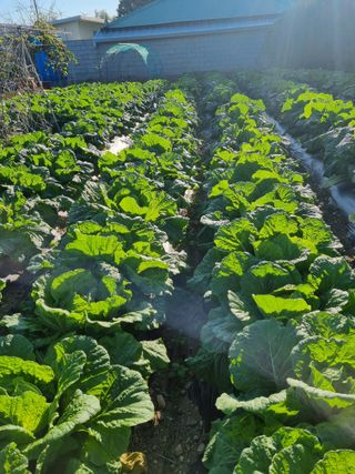 정의학님의 요즘 뜨는 신품종은? 💬 · 참여글 작성글 사진