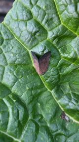 팜모닝 배추·병해충상담 게시글 이미지