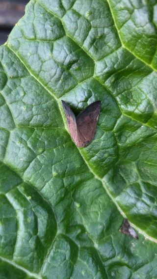 은태농님의 배추 · 병해충상담 작성글 사진