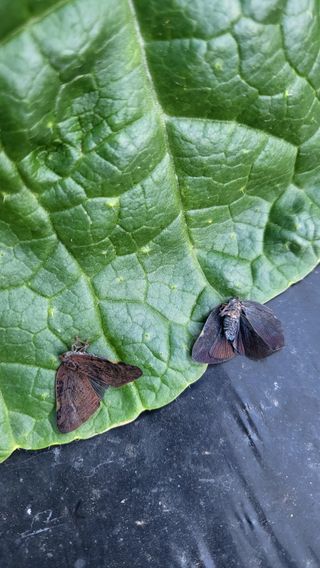 은태농님의 배추 · 병해충상담 작성글 사진