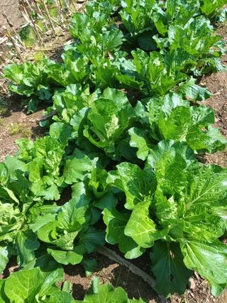 유외선님의 배추 · 일상 작성글 사진