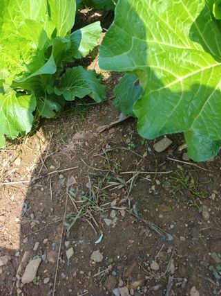 유외선님의 배추 · 일상 작성글 사진