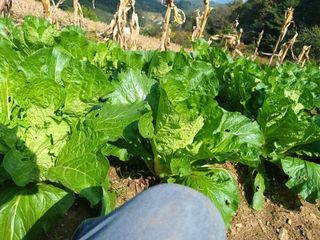 유외선님의 배추 · 일상 작성글 사진