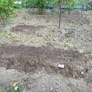 오케바리(옥경종)님의 시금치 · 영농일지 작성글 사진