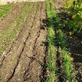 오케바리(옥경종)님의 시금치 · 영농일지 작성글 사진
