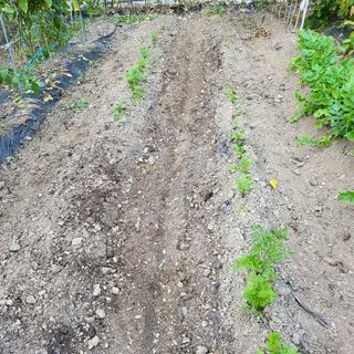 오케바리(옥경종)님의 시금치 · 영농일지 작성글 사진