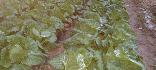 이.일신.꽃분아빠님의 배추 · 일상 작성글 사진