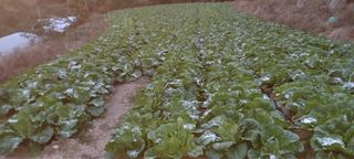 이.일신.꽃분아빠님의 배추 · 일상 작성글 사진