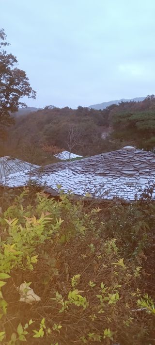 이.일신.꽃분아빠님의 배추 · 일상 작성글 사진