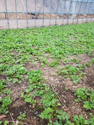 윤미선(농경채인증님의 요즘 뜨는 신품종은? 💬 · 참여글 작성글 사진