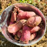 팜모닝 고구마·영농일지 게시글 이미지