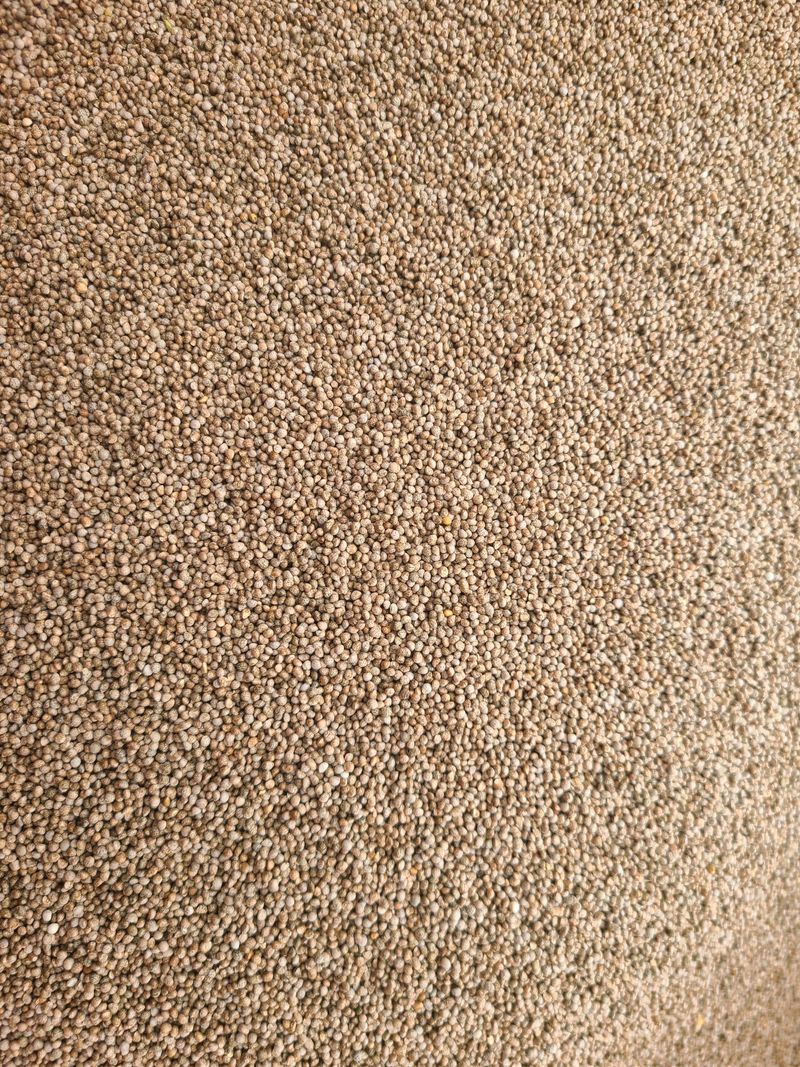 장터 상품 [햇들깨 한말 6kg] 썸네일