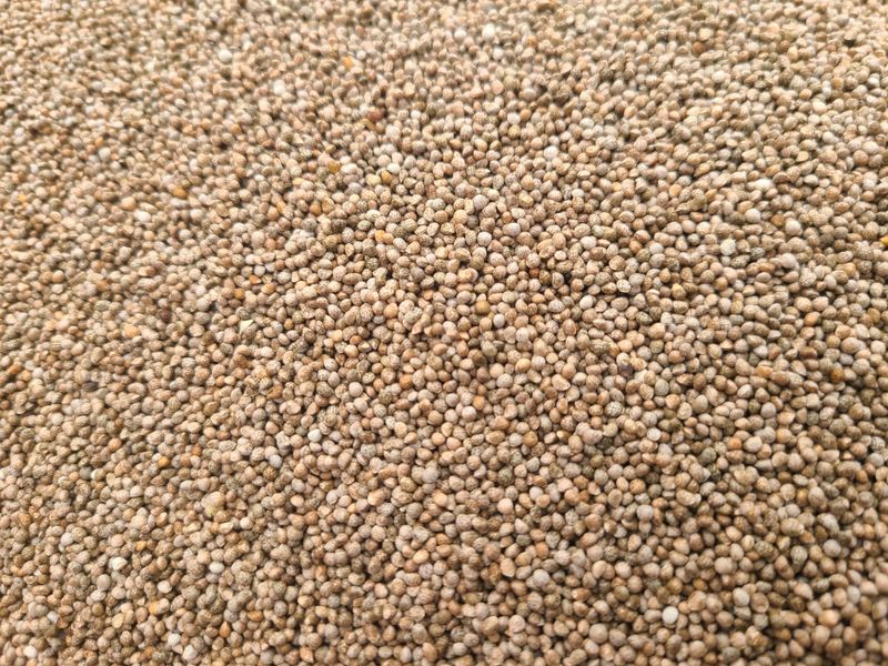 전재문님의 장터 판매 상품 [햇들깨 한말 6kg] 첨부 사진