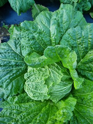 정의학님의 배추 · 영농일지 작성글 사진