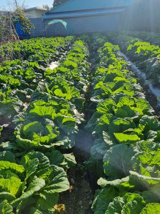 정의학님의 배추 · 영농일지 작성글 사진