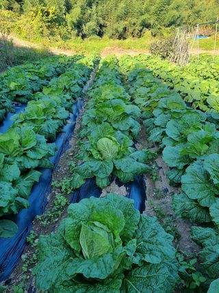 정의학님의 배추 · 영농일지 작성글 사진
