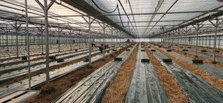 나으살던고향님의 오이 · 자유게시판 작성글 사진