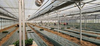 나으살던고향님의 오이 · 자유게시판 작성글 사진