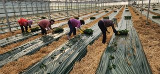 나으살던고향님의 오이 · 자유게시판 작성글 사진