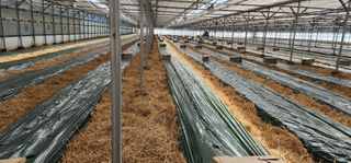 나으살던고향님의 오이 · 자유게시판 작성글 사진