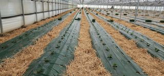 나으살던고향님의 오이 · 자유게시판 작성글 사진