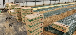 나으살던고향님의 오이 · 자유게시판 작성글 사진