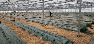 나으살던고향님의 오이 · 자유게시판 작성글 사진